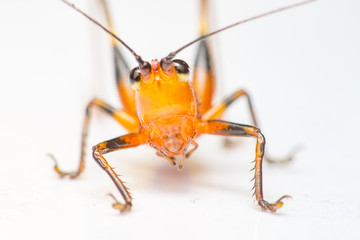 Orange, black bush-crickets or katydids (Arthropoda: Insecta: Coleoptera: Dryophthoridae: Conocephalus melanus) crawling on a white surface isolated with white background