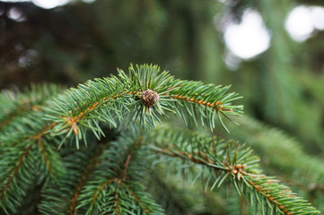 The branches of Christmas tree and  little cone. Christmas and New Year's background. Macro shot