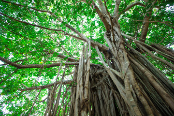 Obraz premium Green tree with branches and leaves