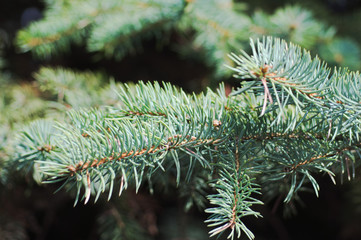 The branches of Christmas tree. Christmas and New Year's background. Macro shot