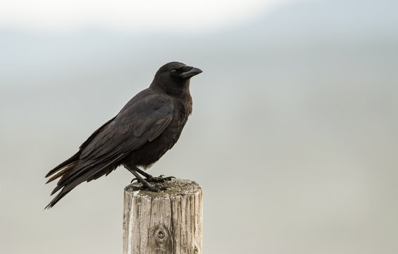 American Crow (Corvus brachyrhynchos) sitting on a fence post with a soft gray background
