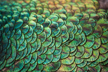 Fototapeta premium Colorful patterns and beauty of peacock feathers.