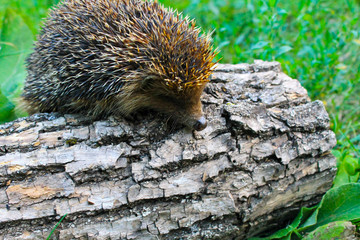 Hedgehog on the log