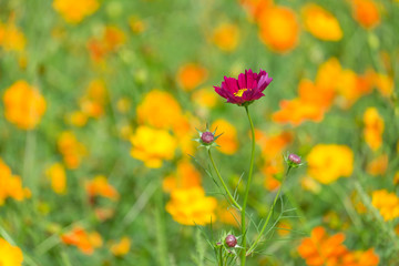 Obraz premium Cosmos flower with blurred background