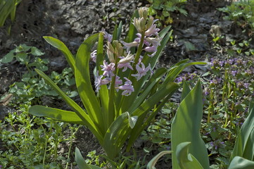 Obraz premium Small group of rose hyacinth bloom in springtime garden, Sofia, Bulgaria 