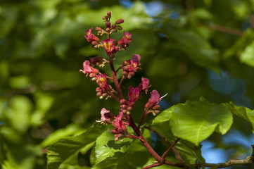 Red horse-chestnut,  Aesculus hippocastanum or Conker tree with flower and leaf, Sofia, Bulgaria 