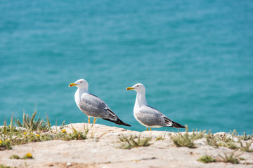 Seagull bird on ALgarve coast,Portugal