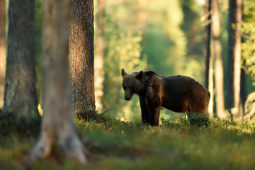 brown bear in summer forest