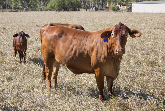 Image of a Droughtmaster cow and calf on a beef cattle property on the Atherton Tableland, North Queensland. 