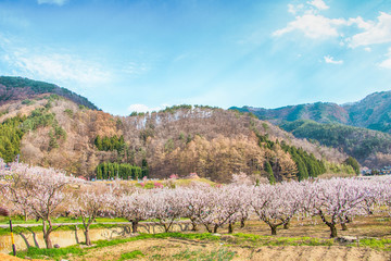 Fototapeta na wymiar Sakura,Cherry blossom festival at Park, Nagano,Japan.