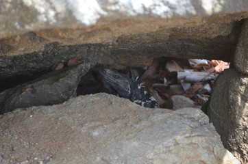 lagarto