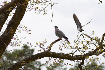 Pigeon on a branch. The pigeon sits on a branch and the other pigeon flies away.