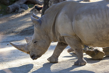 Obraz premium Rhinoceros in the african savannah