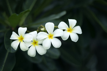 Fototapeta na wymiar yellow plumeria flower