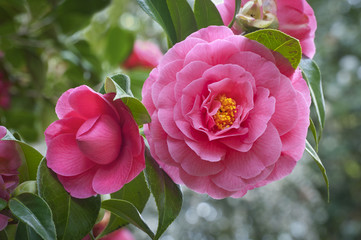 Obraz premium Pink Camellia flowers on tree/Closeup of vivid pink camellia flowers and bud on tree, species disambiguation