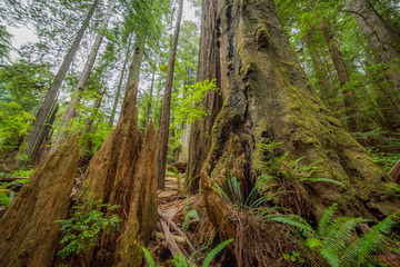 Green thickets in the forest of old-growth sequoias. Beautiful ferns grow between huge trees. Redwood national and state parks. California, USA