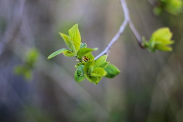 A leaf on a branch