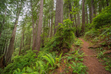 Green thickets in the forest of old-growth sequoias. Beautiful ferns grow between huge trees. Redwood national and state parks. California, USA