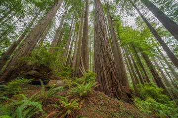 Green thickets in the forest of old-growth sequoias. Beautiful ferns grow between huge trees. Redwood national and state parks. California, USA