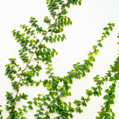 white wall with ivy plant