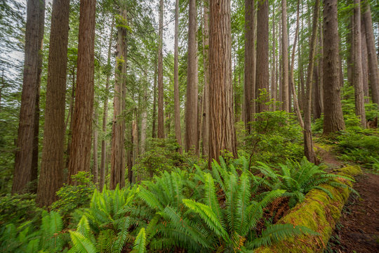 Green thickets in the forest of old-growth sequoias. Beautiful ferns grow between huge trees. Redwood national and state parks. California, USA © khomlyak