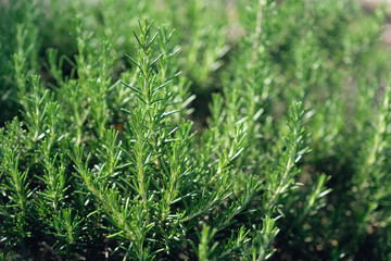 Fototapeta na wymiar rosemary herb grow outdoor