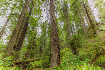 Green thickets in the forest of old-growth sequoias. Beautiful ferns grow between huge trees. Redwood national and state parks. California, USA