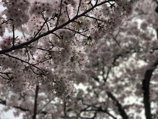 薄曇りの日の桜
