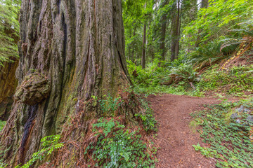 Obraz premium Beautiful texture of bark of old redwood. Amazing green forest of sequoia. Redwood national and state parks. California, USA
