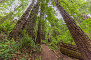 Old-growth sequoias in the fairy green forest. A path in the redwood forest. Redwood national and state parks. California, USA