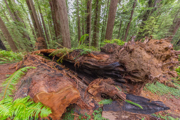 Beautiful texture of bark of old redwood. Amazing green forest of sequoia. Redwood national and state parks. California, USA