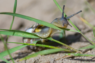 Closeup of Snail on Two blades of Grass