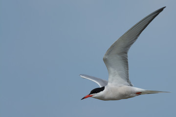 Common Tern Flying By