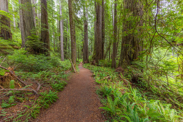 Fototapeta premium Old-growth sequoias in the fairy green forest. A path in the redwood forest. Redwood national and state parks. California, USA