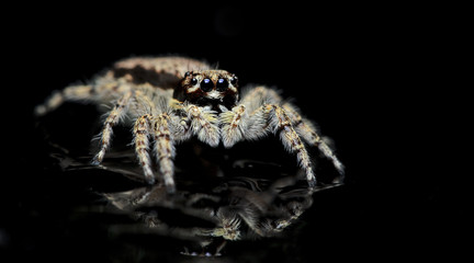 Beautiful Spider on glass, Jumping Spider in Thailand, Menemerus bivittatus