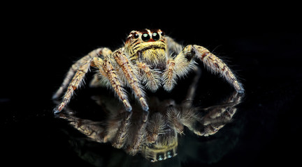 Beautiful Spider on glass, Jumping Spider in Thailand, Carrhotus viduus
