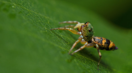 Beautiful Spider on green leaf, Jumping Spider in Thailand, Cosmophasis umbratica