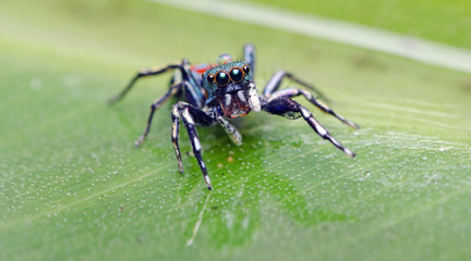 Beautiful Spider on green leaf, Jumping Spider in Thailand, Siler semiglaucus