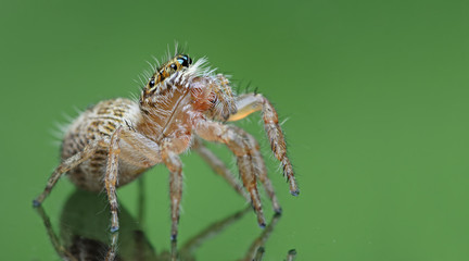 Beautiful Spider on glass green, Jumping Spider in Thailand, Hyllus semicupreus