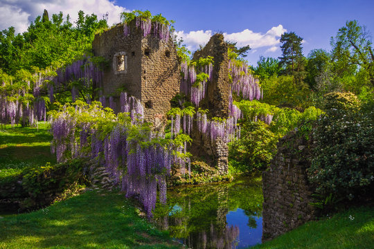 Il romantico giardino di Ninfa a Latina in Lazio. Pianta di glicine fioritura sulle rovine della torre.