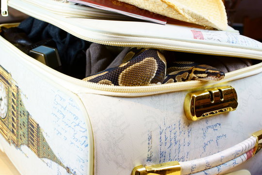 Smuggling exotic snake peeks out of suitcase