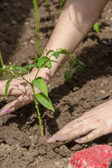 Chili pepper planted in the ground