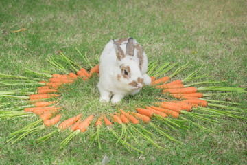 ND rabbit or cute bunny on green grass surround with a heart shape of carrots