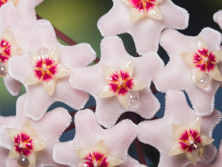 Fototapeta na wymiar Porcelainflower or wax plant Hoya Carnosa flowers with nectar drops macro, selective focus, shallow DOF