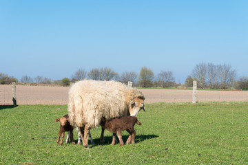 Lämmer säugend beim Mutterschaf
