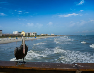 Pelican on Cocoa Beach Pier