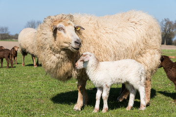 Mutterschaf mit Lamm