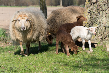 Schafsfamilie zur Osterzeit