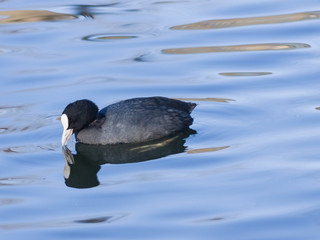 Eurasian coot Fulica atra swimming in pond with reflection close-up portrait, selective focus, shallow DOF