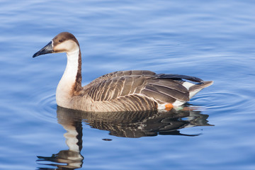 Obraz premium Greater white-fronted goose Anser albifrons swimming in pond close-up portrait with reflection, selective focus, shallow DOF